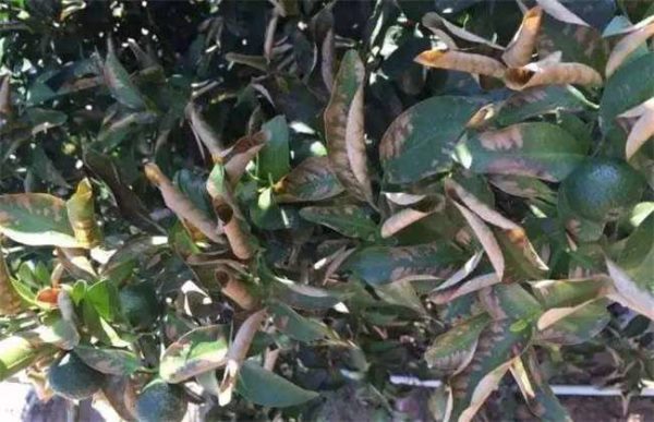 农作物常见肥害类型