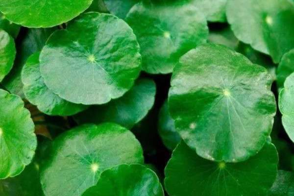 常见的小草有哪几种