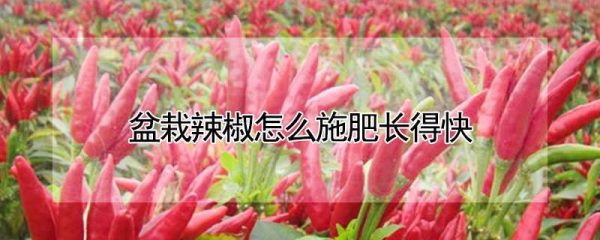 盆栽辣椒怎么施肥长得快