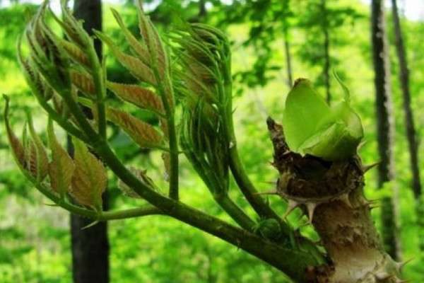 刺老芽是什么树
