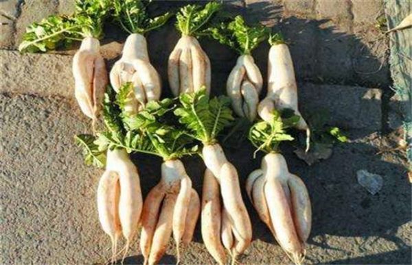 萝卜生长异常情况防治