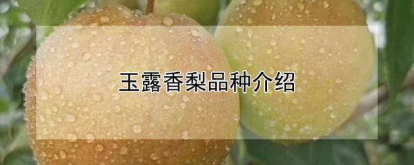 玉露香梨品种介绍