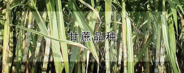 甘蔗品种