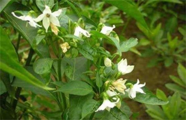 辣椒徒长坐果难怎么办？