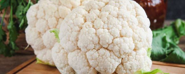 花椰菜对温度条件有什么要求