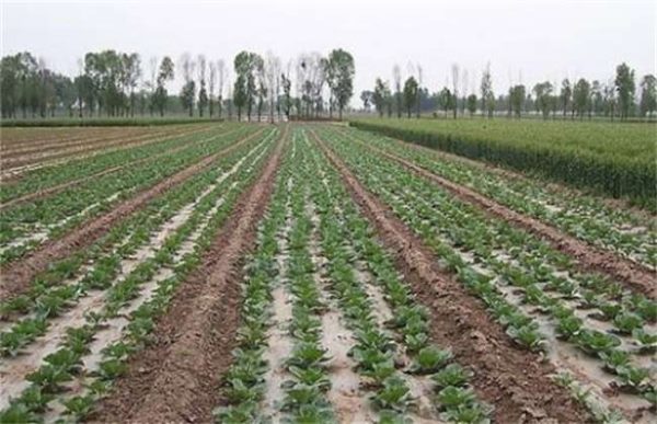 覆盖地膜要注意什么？