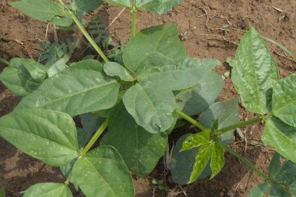 豆角苗长小黑虫怎么办