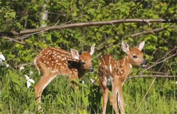 如何提高仔鹿的成活率