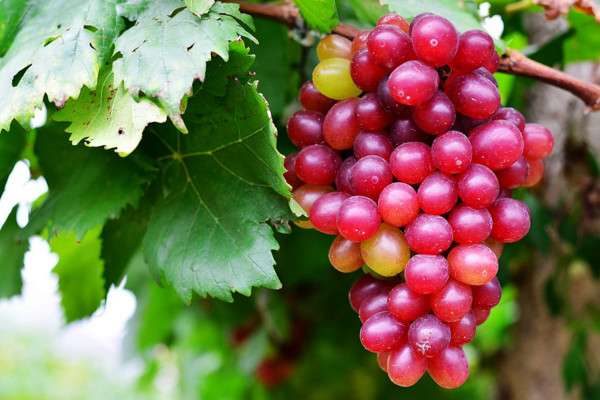 提子和葡萄的区别？