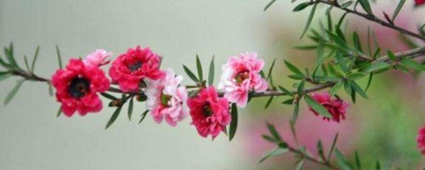 松红梅与松雪梅区别