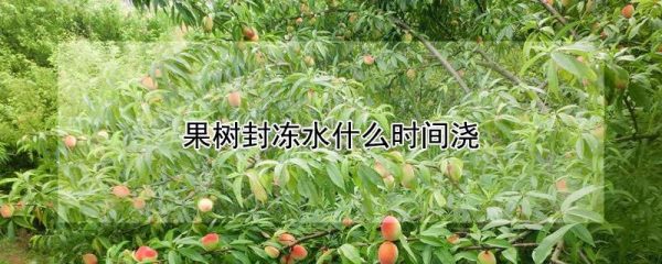 果树封冻水什么时间浇