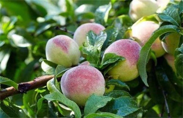 加入水果种植需要考虑的问题