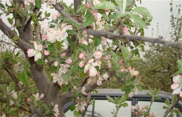 早春果树冻害后如何补救