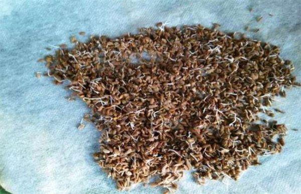 春耕种植注意事项