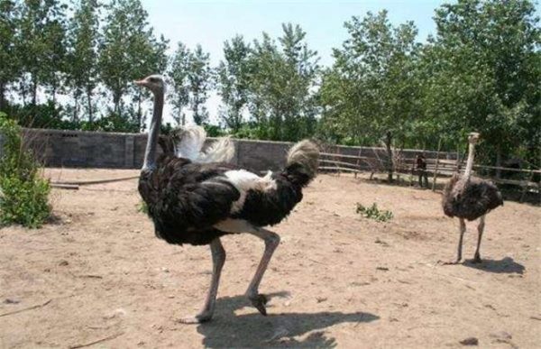 养20只鸵鸟需投多少钱