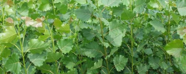 杨树苗怎么栽成活率高