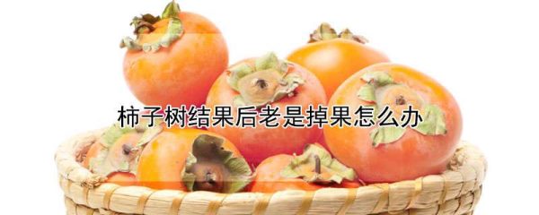 柿子树结果后老是掉果怎么办