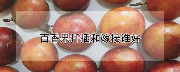 百香果扦插和嫁接谁好