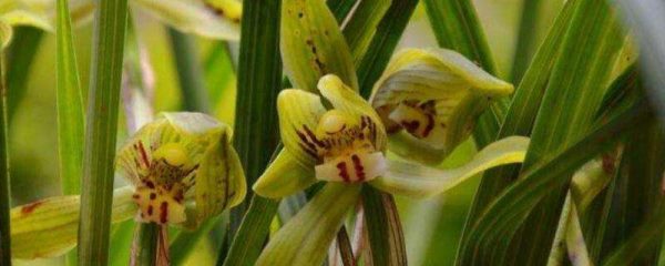 豆瓣兰和春兰的区别