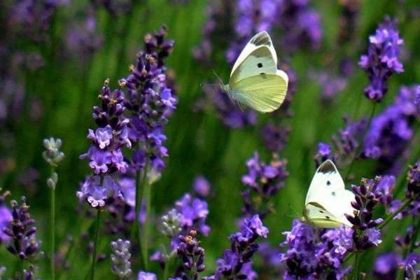 一年四季都开的花是什么花