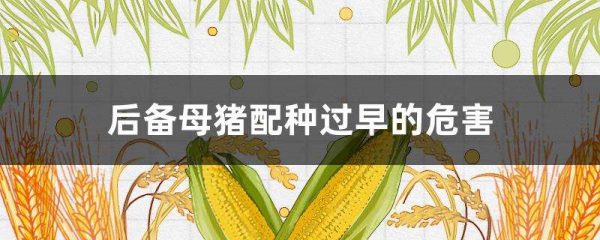 后备母猪配种过早的危害