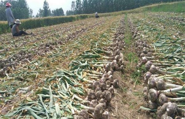 大蒜价格多少钱一斤