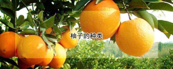 柚子的种类
