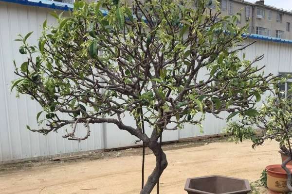 盘龙香可以放室内养吗