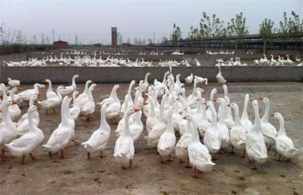 养500只鹅需多少投资