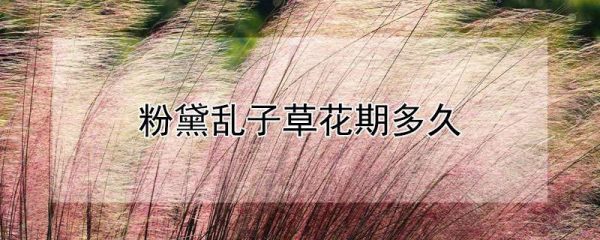 粉黛乱子草花期多久