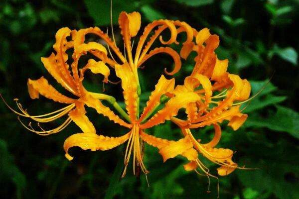 黄花石蒜有毒吗