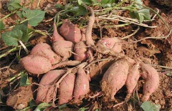 红薯根腐烂是什么原因？