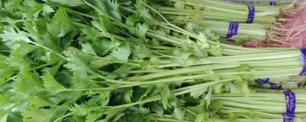 荷兰芹和香菜的区别