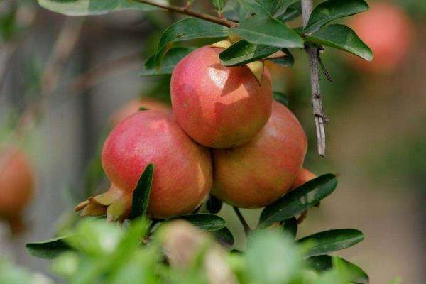 碱性土壤适合种植什么？