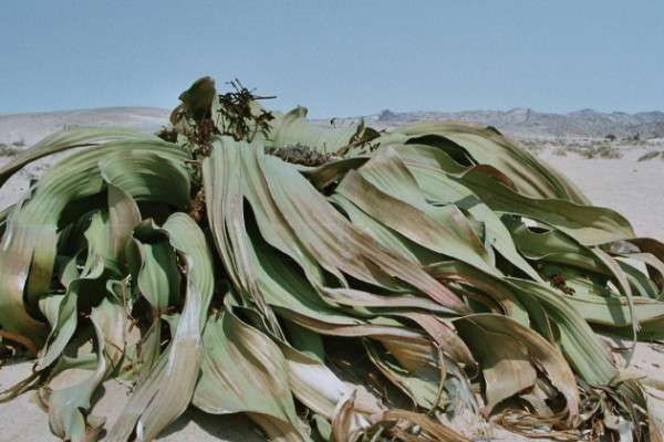 植物界超级寿星是什么