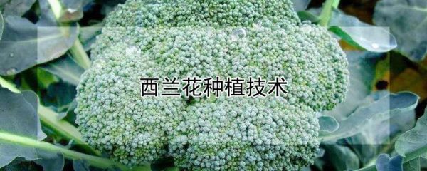 西兰花种植技术