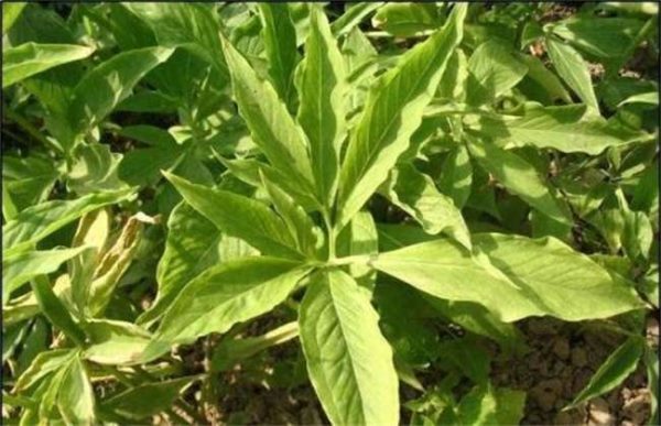 半夏种植难度有哪些？