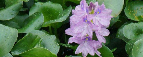 室内养水葫芦的危害