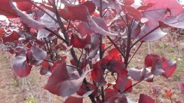 红杨和黄杨什么区别