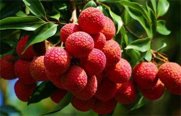 荔枝种植如何预防冻害