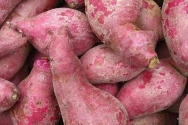 红薯种类有哪些？