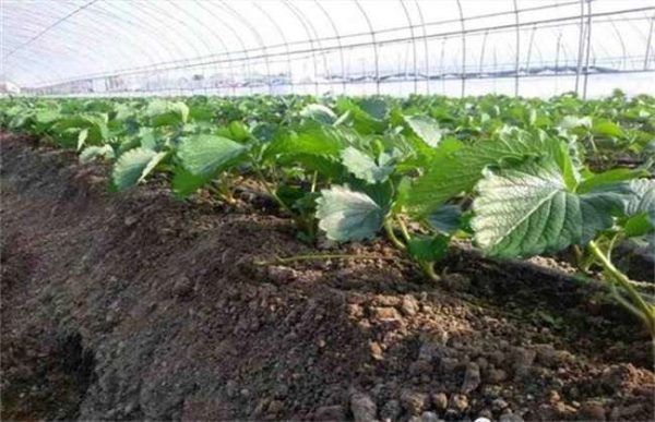 草莓旺长怎么办？