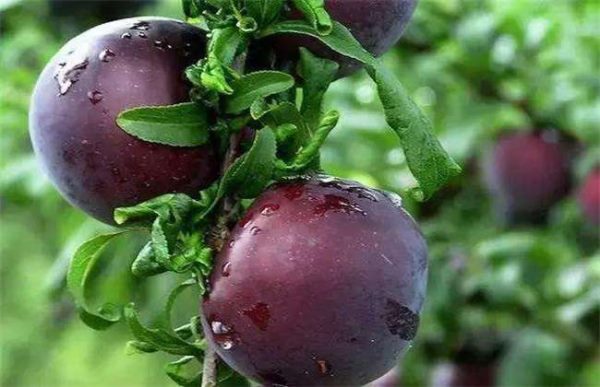 李子裂果怎么办？