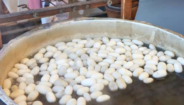 养蚕是农事活动吗？