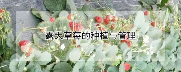 露天草莓的种植与管理