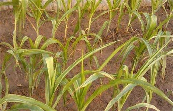 农作物肥害怎么多久？