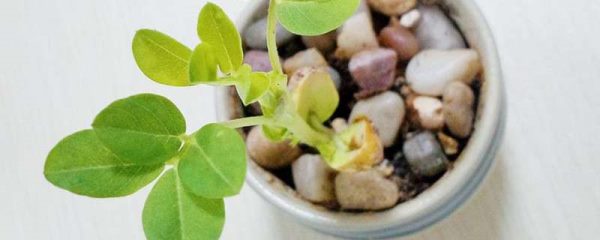 盆栽花生的种植方法和时间