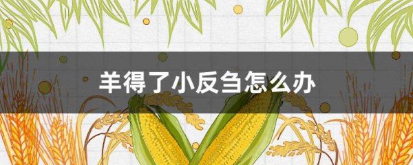 羊得了小反刍怎么办？