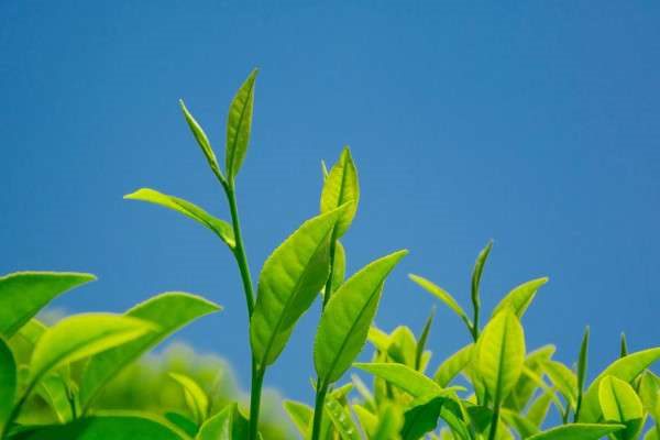 茶叶病虫害及防冶方法