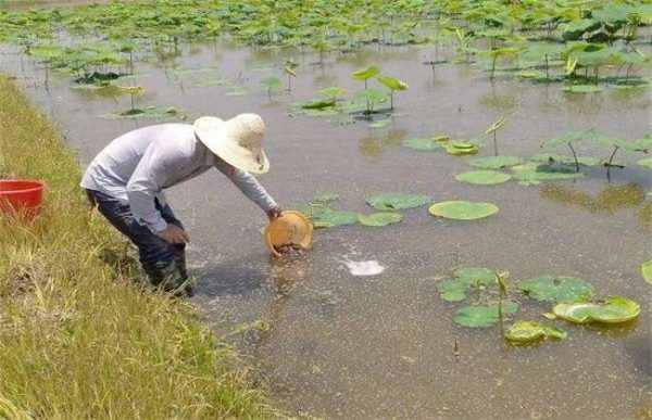莲藕的施肥时的注意事项